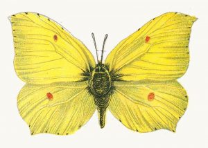 leptir limunovac Gonepteryx mužjak