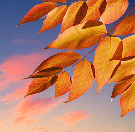 engleski čitanje primeri autumn
